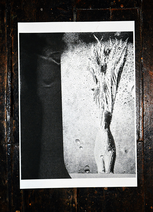 william vinegrad exhibitions